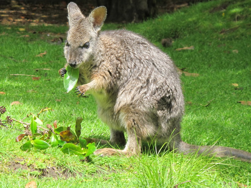 wallaby