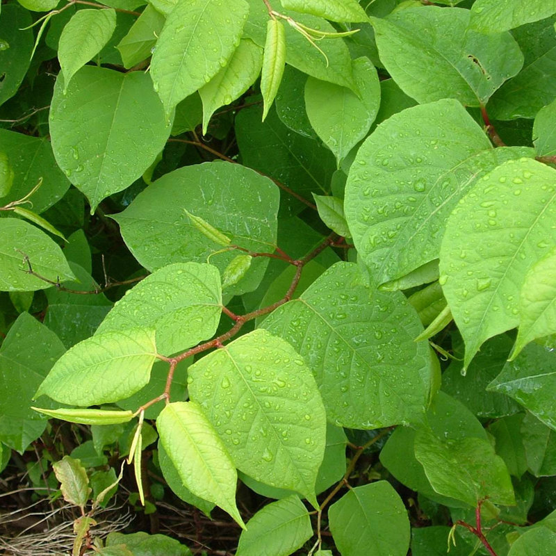 Asiatic knotweed