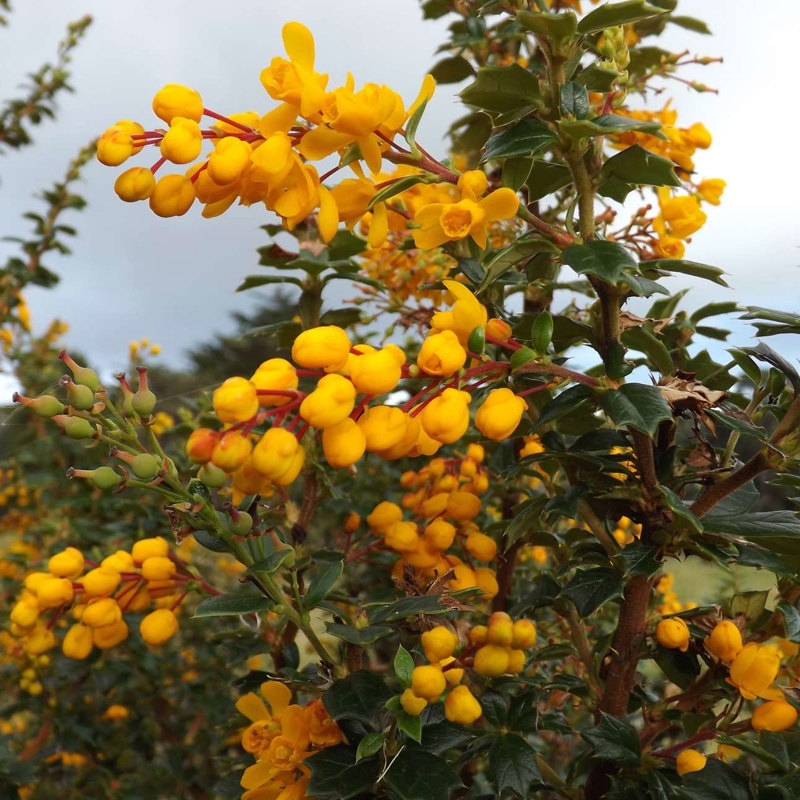 Darwin’s barberry