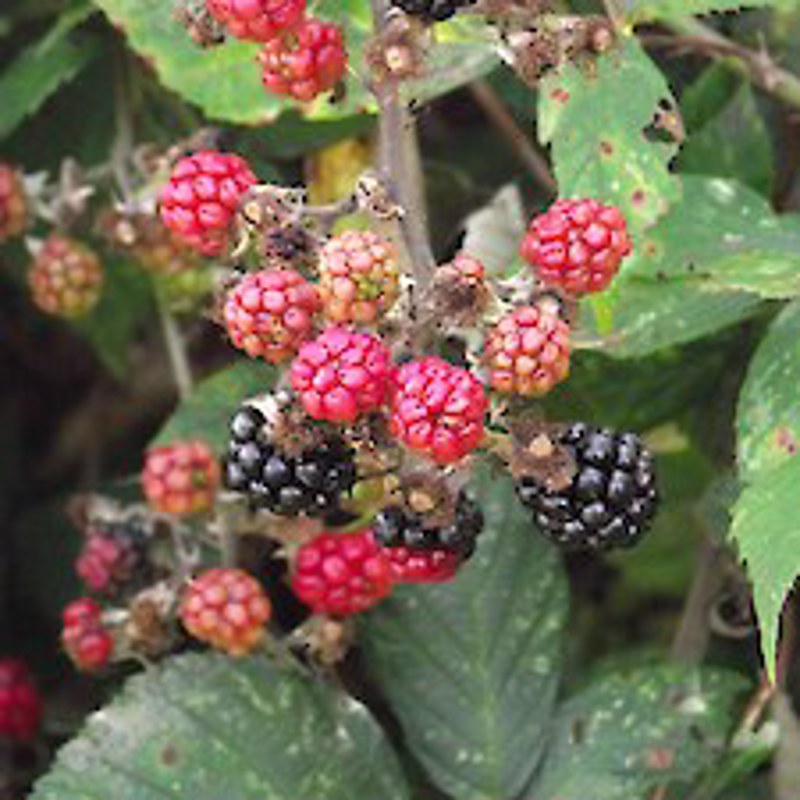 Blackberry