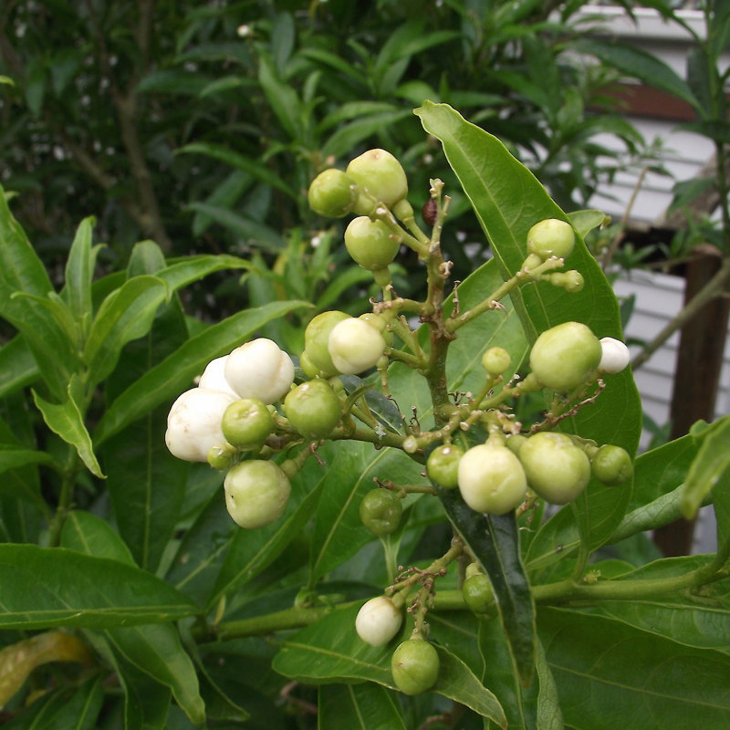 Cestrum species