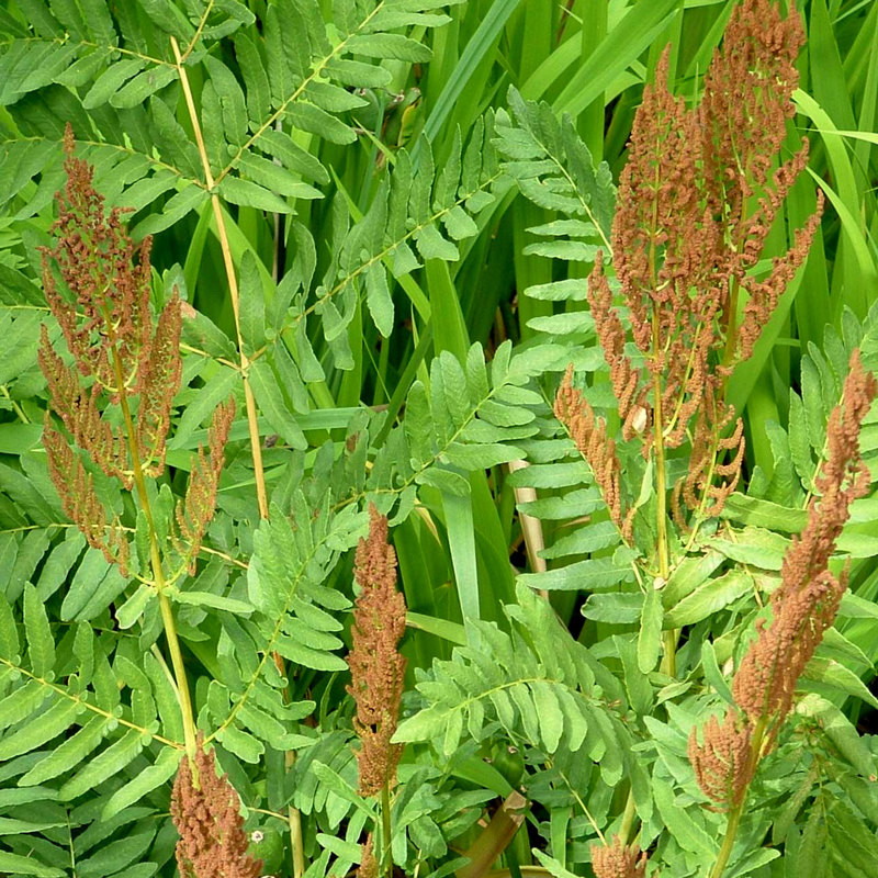 Royal fern