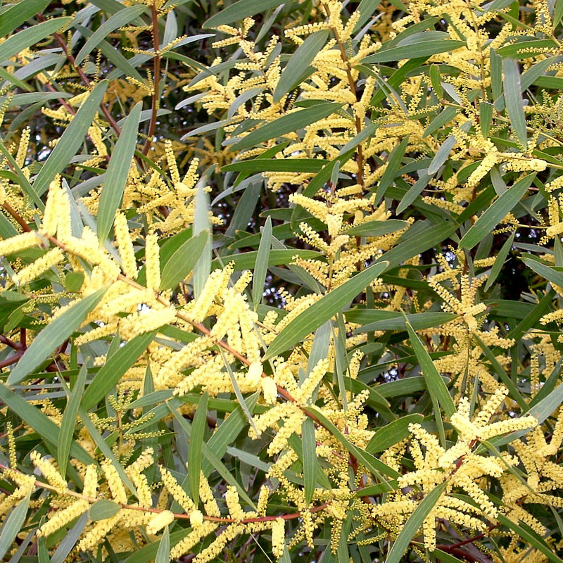 Sydney golden wattle