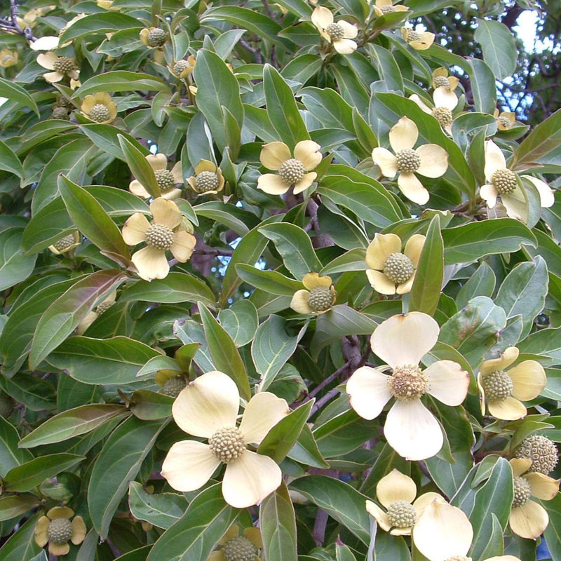 Strawberry dogwood