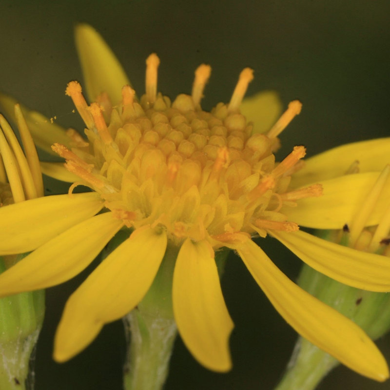 Ragwort