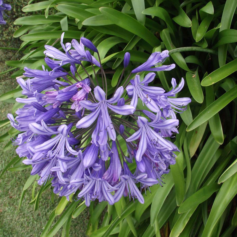 Agapanthus