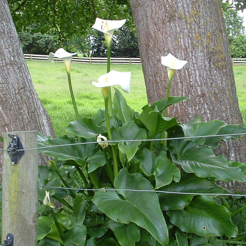 Arum lily