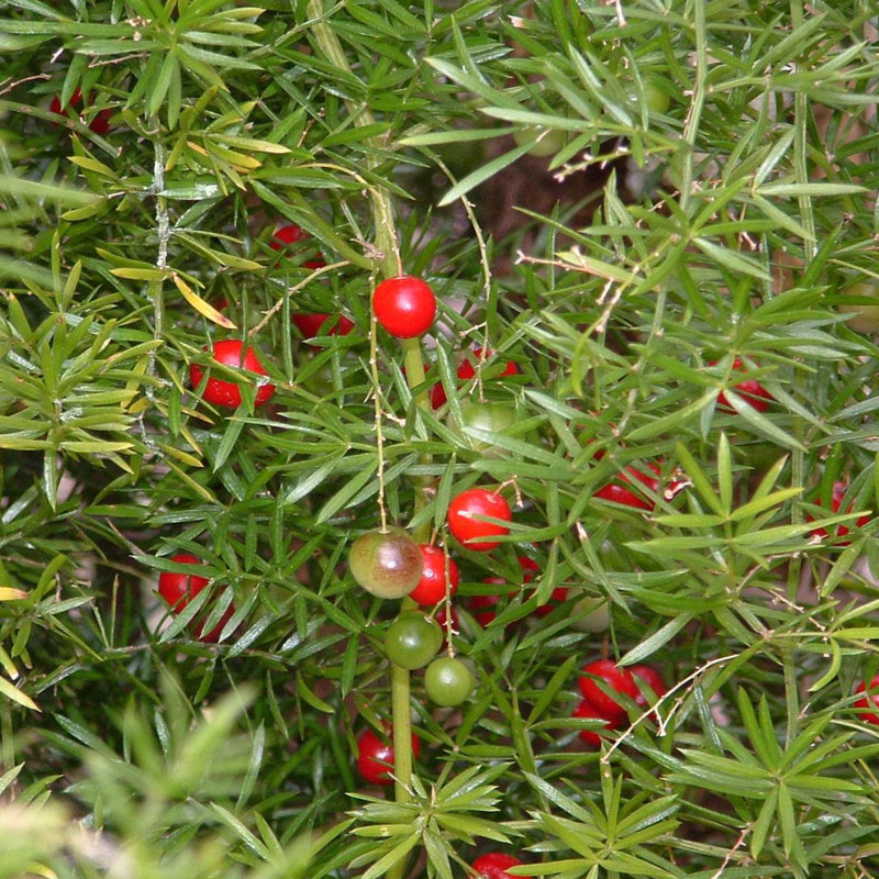 Bushy asparagus
