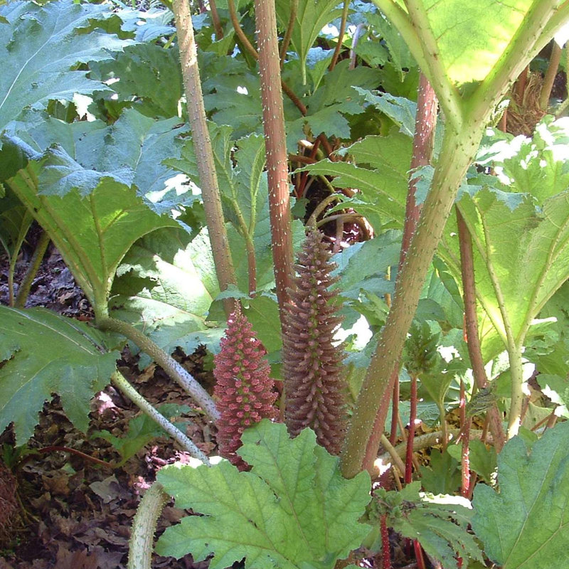Chilean rhubarb