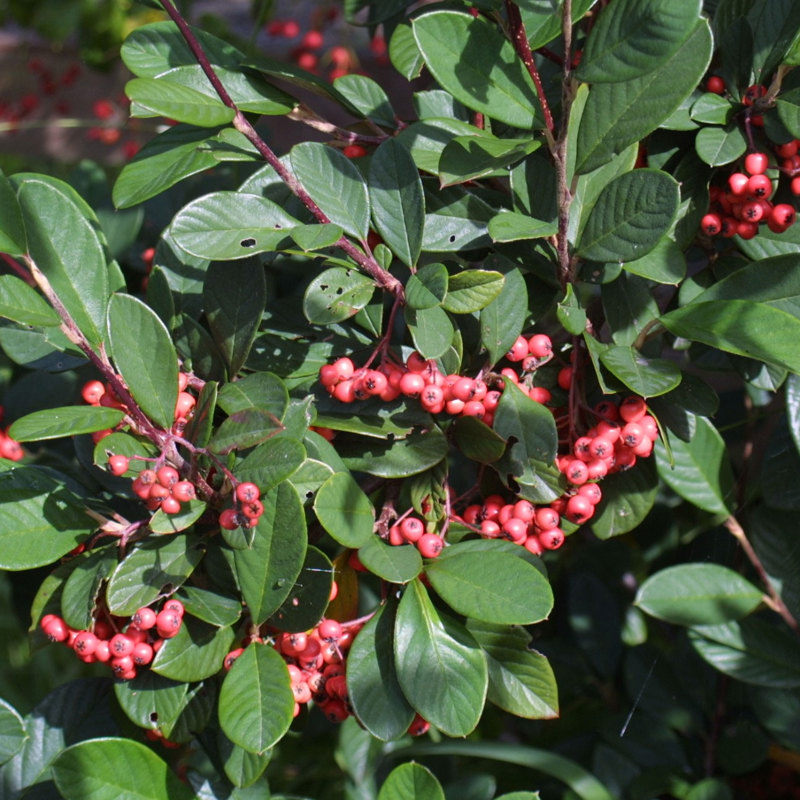 Cotoneaster