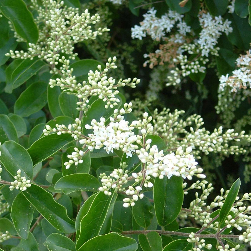 Chinese privet