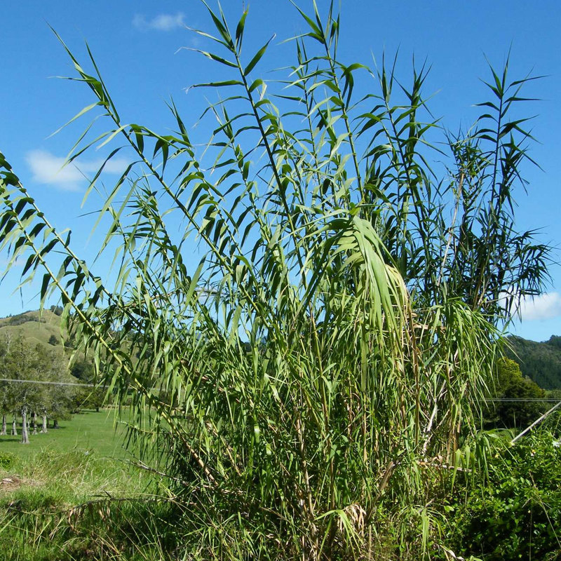 Giant reed