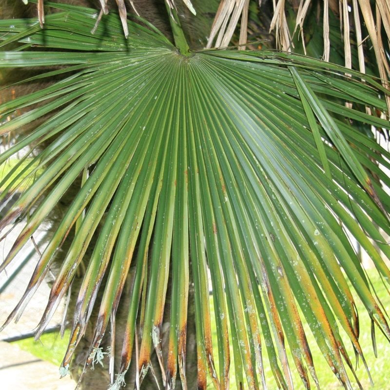 Chinese fan / windmill palm