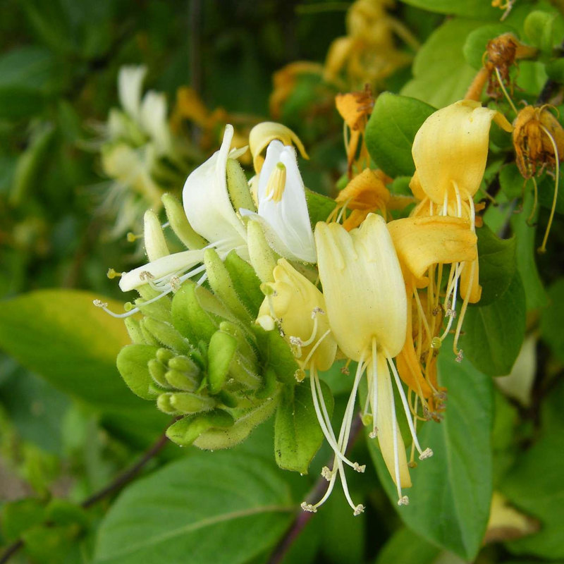 japanese-honeysuckle