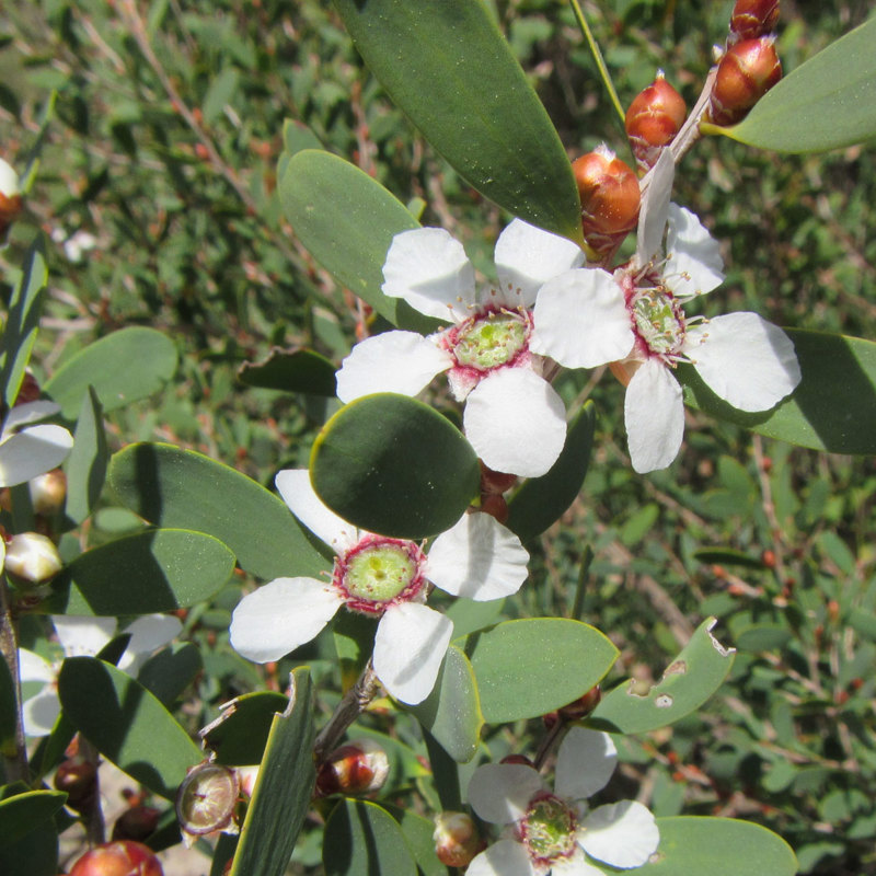 Coast tea tree