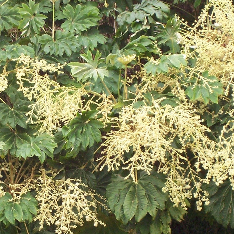 Rice paper plant