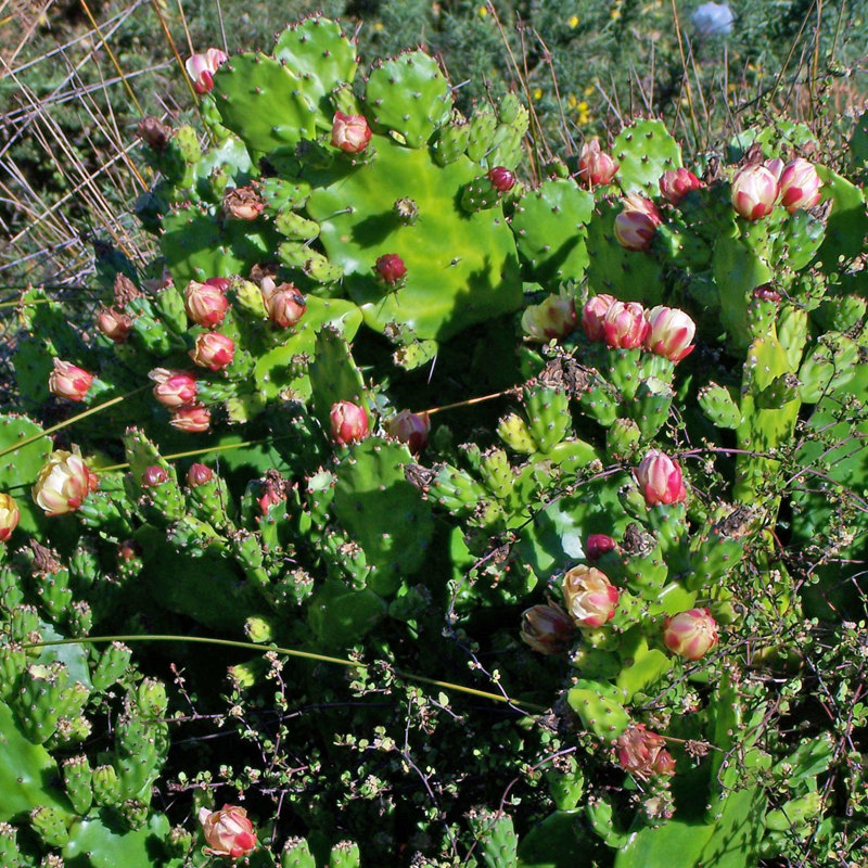 Prickly pear cactus