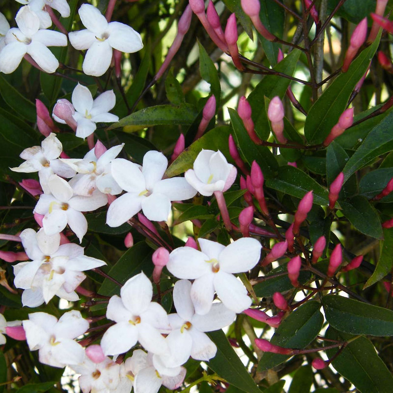 Jasmine