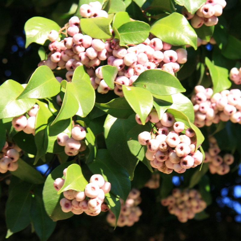 Monkey apple