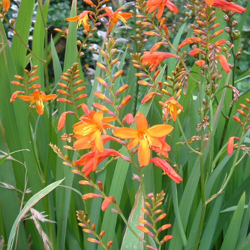 Montbretia