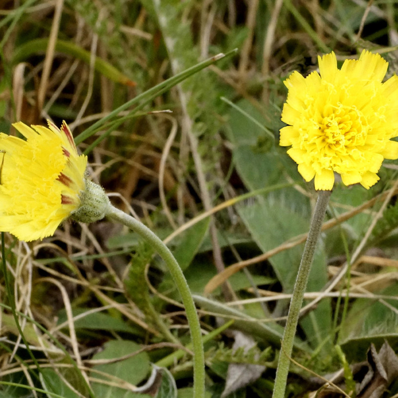 Mouse ear hawkweed