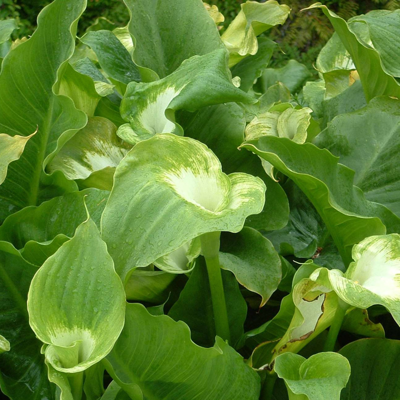 Green goddess lily