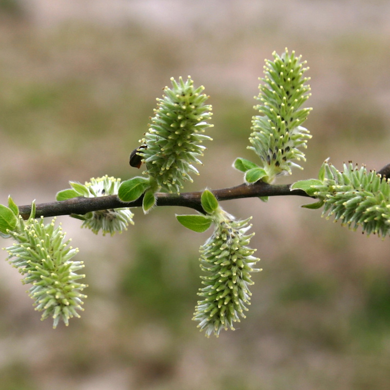Grey willow