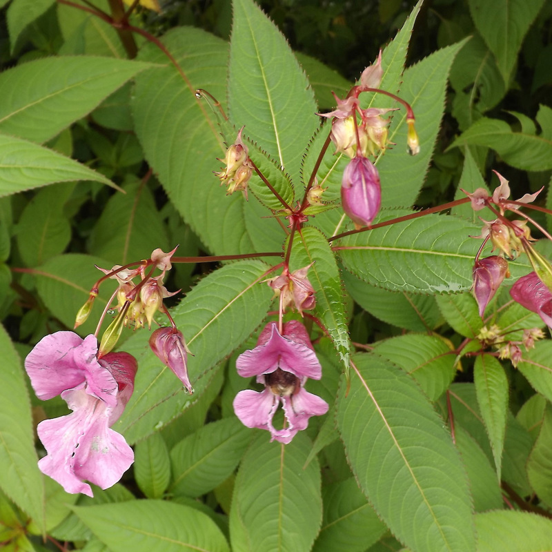 Himalayan balsam