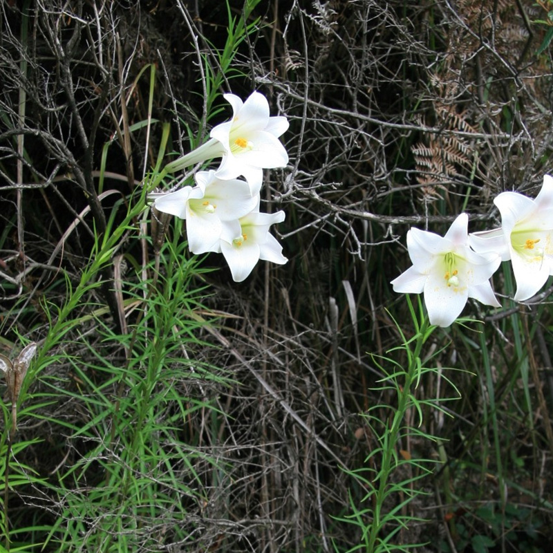 Formosa lily
