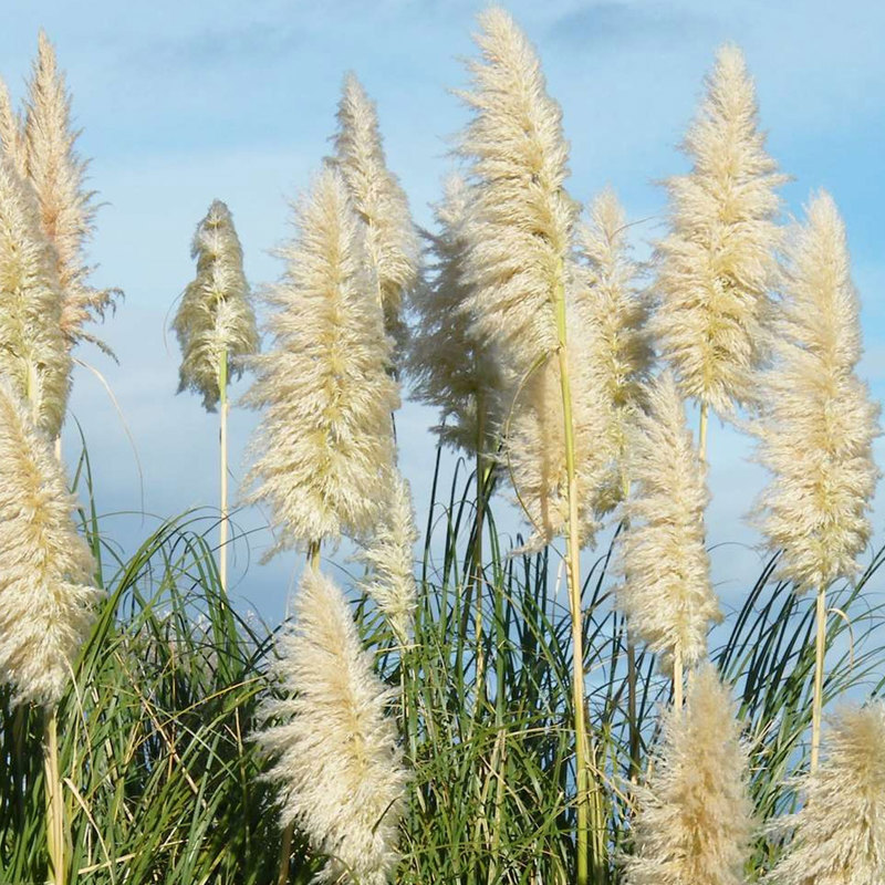 Pampas