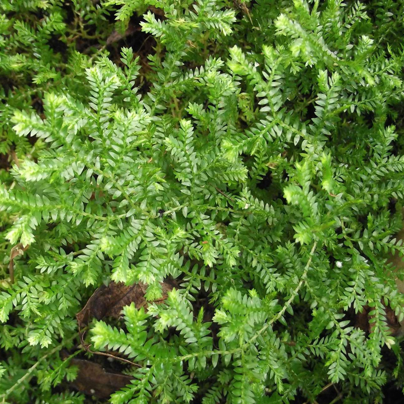 African club moss