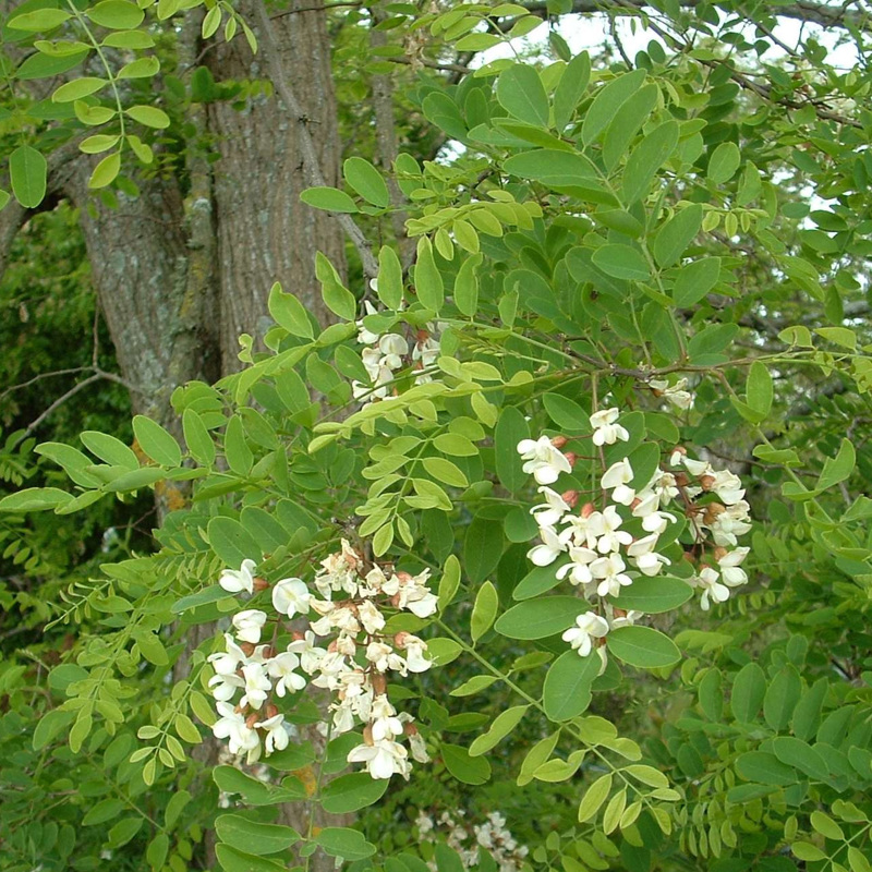 False Acacia