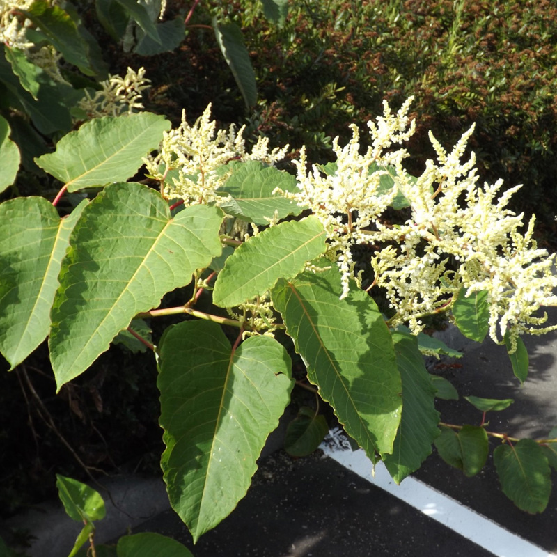 Giant knotweed