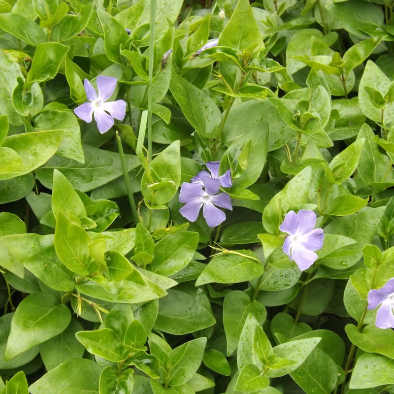 Periwinkle