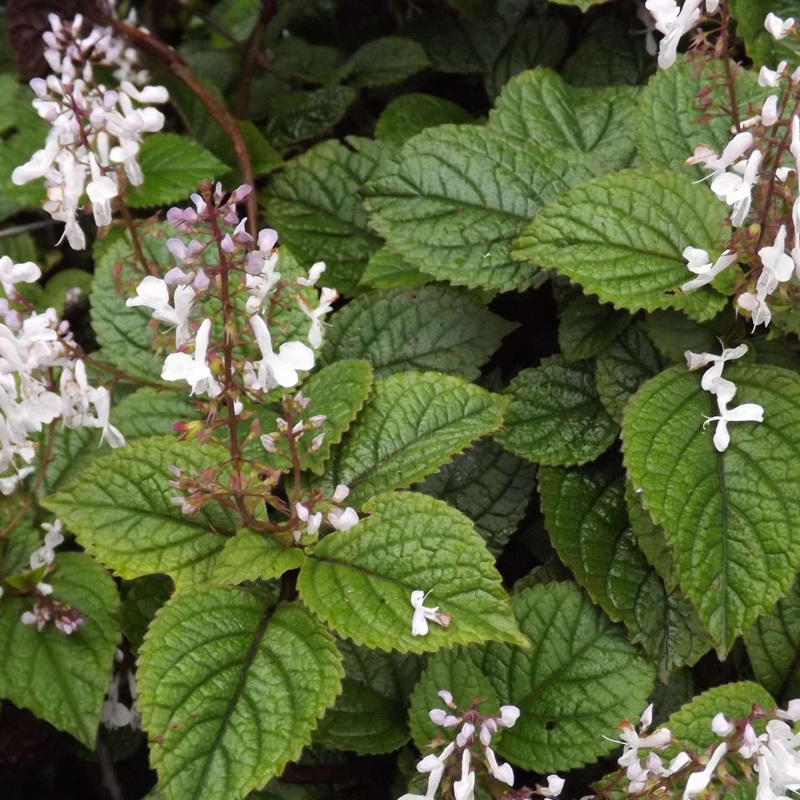 Plectranthus