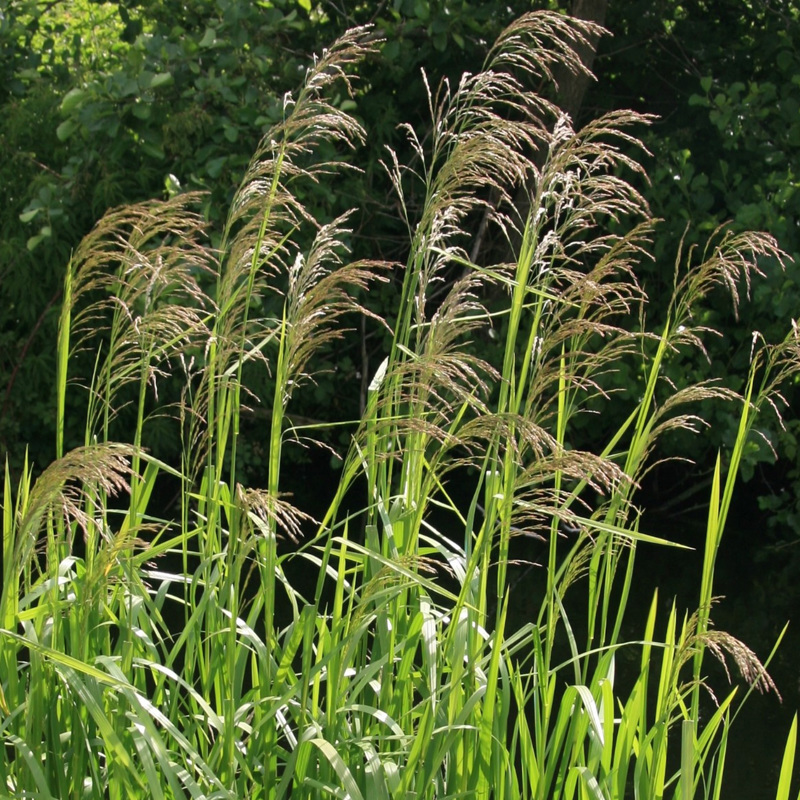 Reed sweet grass