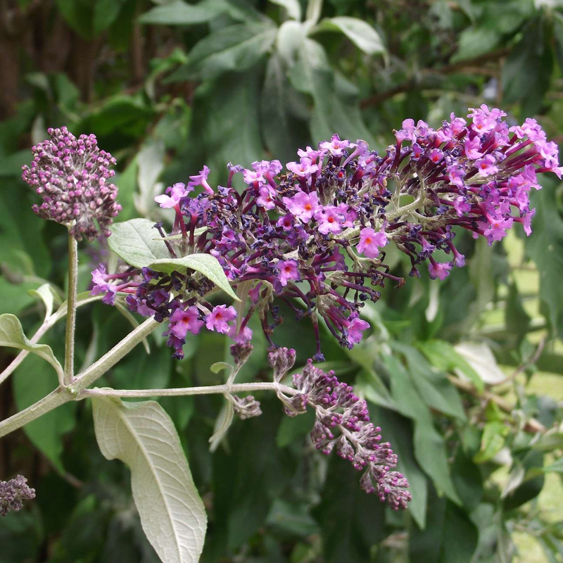 Buddleia