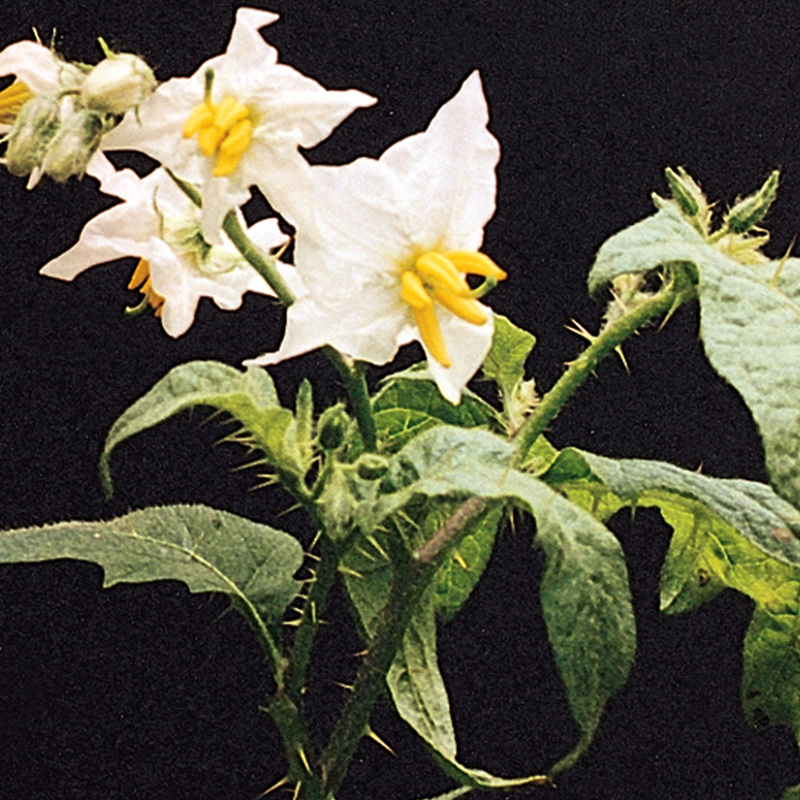 Horse nettle