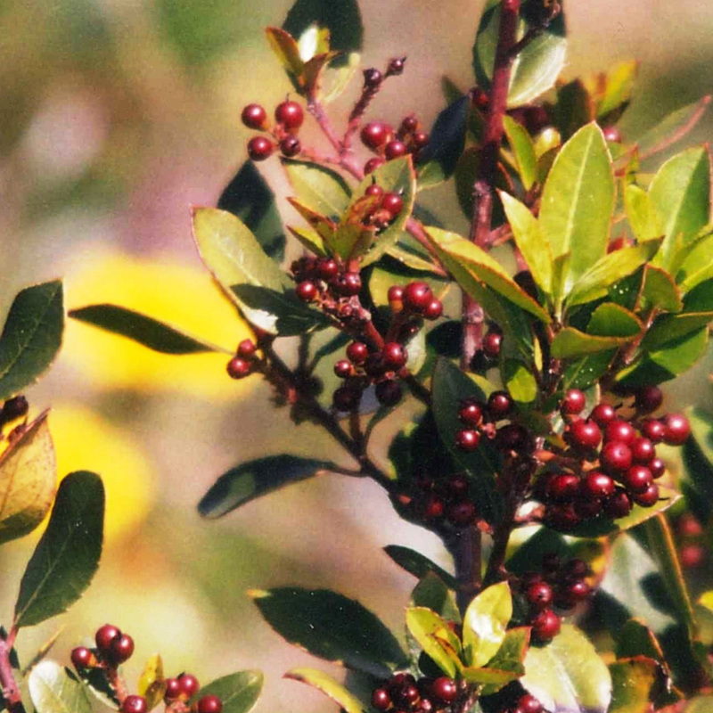 Italian buckthorn