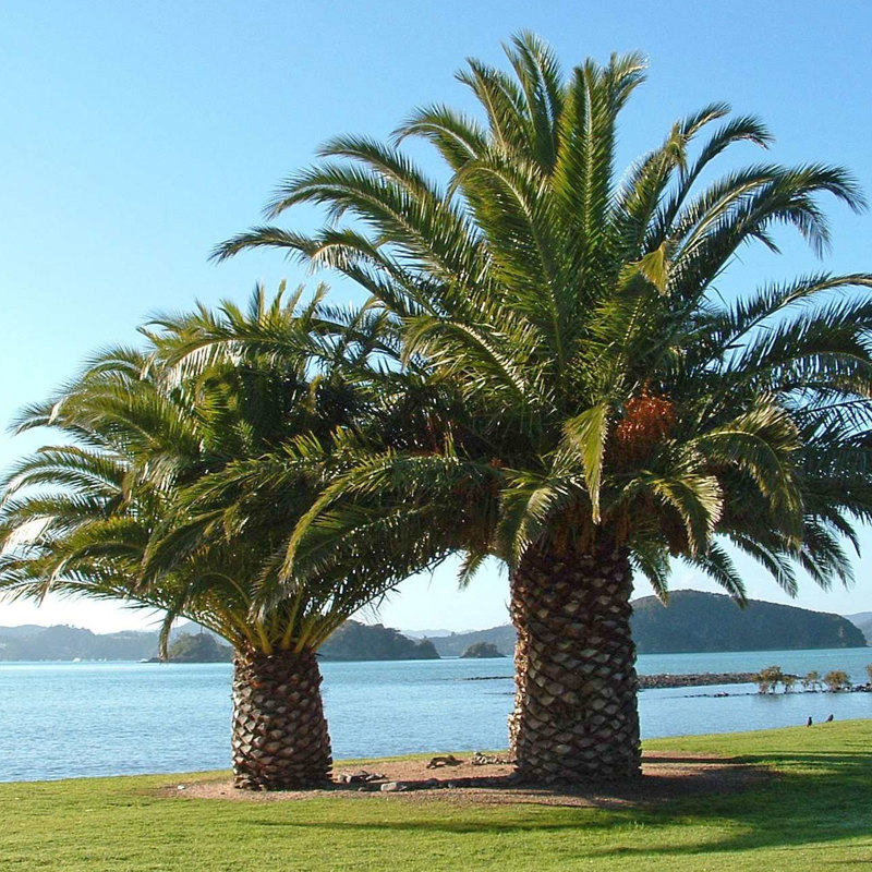 Phoenix palm