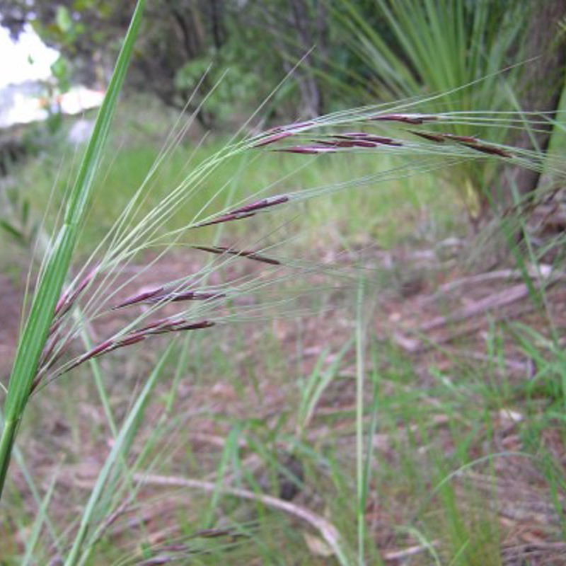 Chilean needle grass