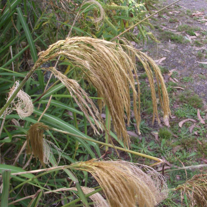 Himalayan fairy grass