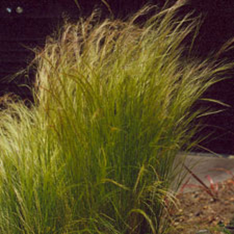 Mexican feather grass