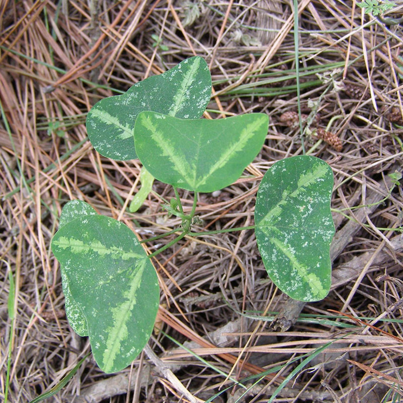 Bat-wing passionflower