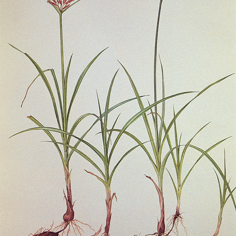 Purple nutsedge