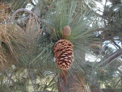ponderosa pine