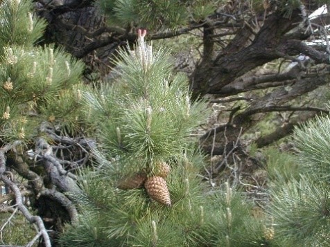 Radiata pine